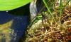 Aeshna cyanea